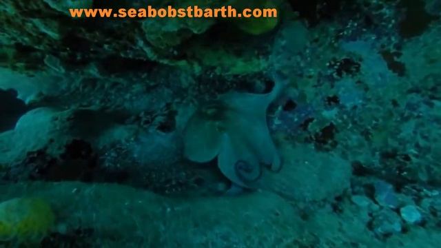 BOB & DIVE with SEABOB ST BARTH смотреть онлайн