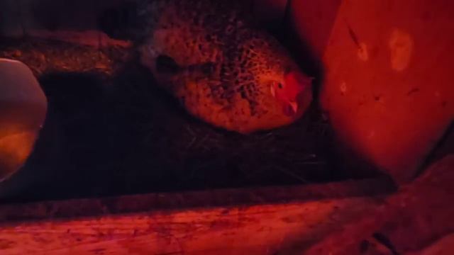 Кот гоняет кур,я леплю пельмени из...зефира!🐱🐓❤️ смотреть онлайн