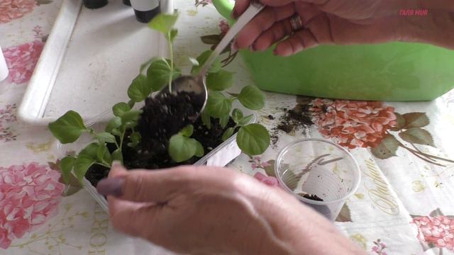 Как правильно пикировать баклажаны смотреть онлайн