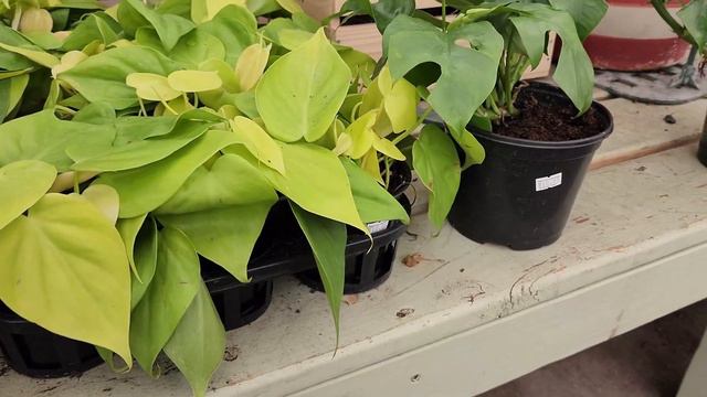 Shopping Hagan Ace Hardware Garden Center 🌱Dahlia Hunt 🌺 Zone 9, FL 🌞 Farrah's Garden Diary смотреть онлайн