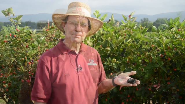 Prime-Ark® 45 Blackberry смотреть онлайн