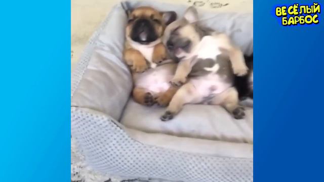 КОШКИ СОБАКИ 2019 ПРИКОЛЫ С КОТАМИ И СОБАКАМИ / Смешные Животные Котики и коты 2019 Funny Cats смотреть онлайн