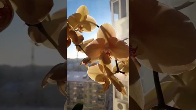 Прекрасная "Карина" в лучах солнца ☀🌞🌝 Beautiful Karina in the sunshine 🧡 Phal. African sunset смотреть онлайн