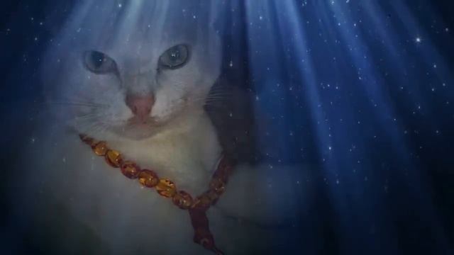 когда уйдут твои коты смотреть онлайн