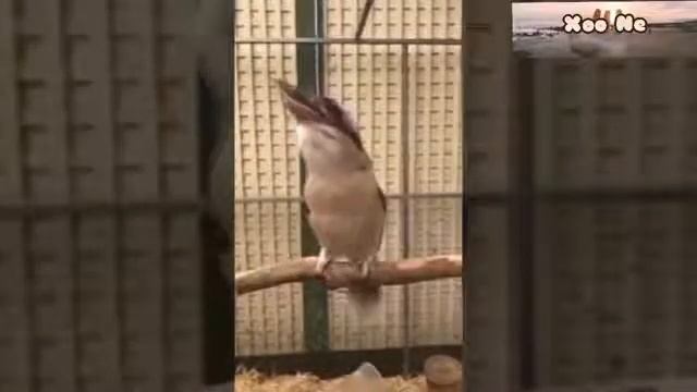 Услышишь такую птичку как то ночью в лесу, обсеришься. смотреть онлайн