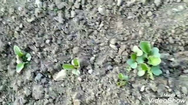 Посадка картофеля и обработка натуральными средствами ! Выращивание картошки без ядов ! смотреть онлайн