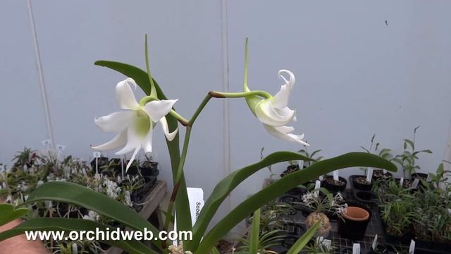 OrchidWeb - Sobenikoffia robusta смотреть онлайн