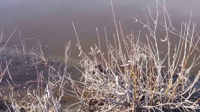 Семейство ондатр плещется недалеко от переправы Лабытнанги смотреть онлайн