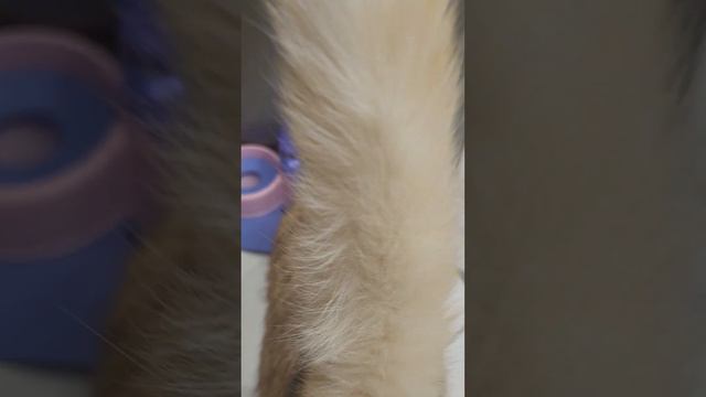 Кошка и свечка смотреть онлайн