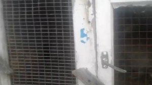 Родственная кровь у кроликов! Можно ли случать?