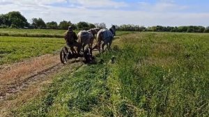Конная косилка в деле. Сенокос на лошадях.