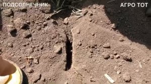 Подсолнечник по подсолнечнику что посеять после евролайтингово подсонечника сорт Прими АГРО ТОТ