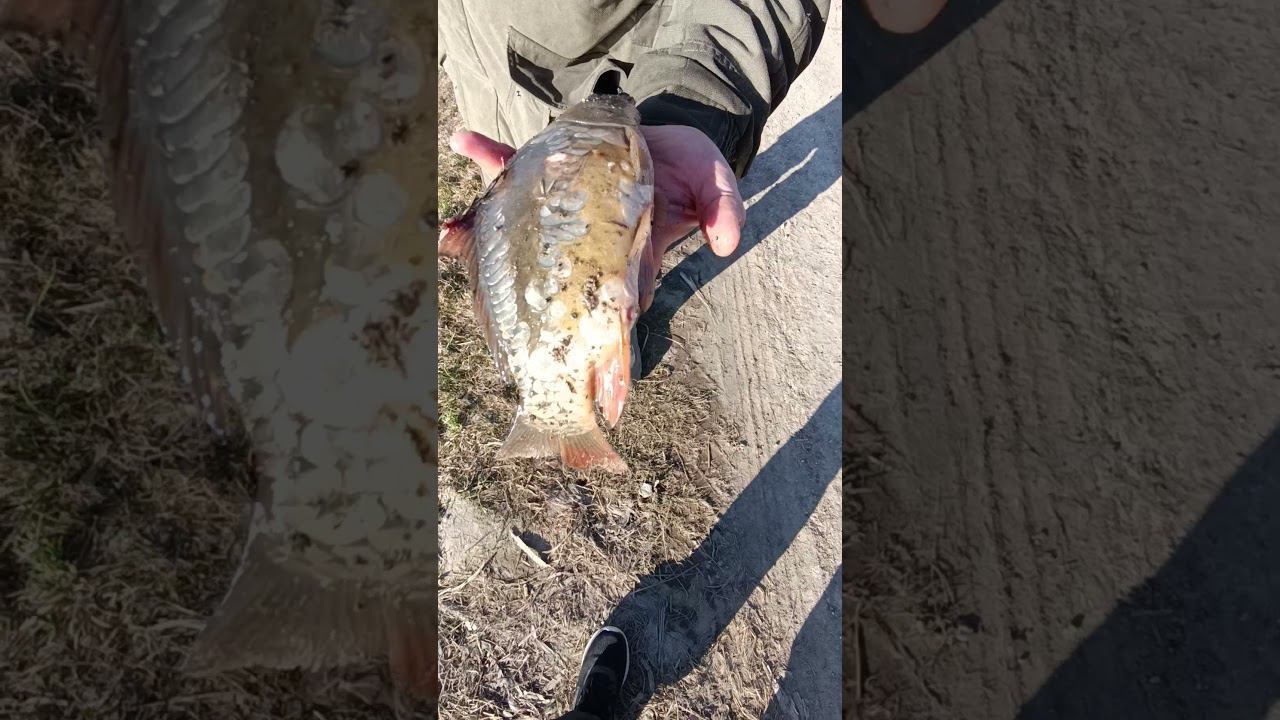 Отпускаем карпа подрастать. #рыбалка #shortvideo #fishing #рыба #carpfishing #карп #fishingvideo смотреть онлайн