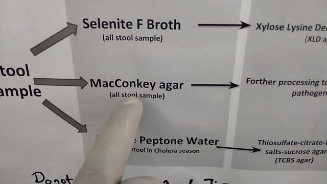 Stool culture techniques for isolation of enteric pathogens like Salmonella, Shigella and Vibrio смотреть онлайн