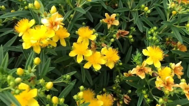 SUNNY BOULEVARD® Hypericum | www.gardencrossings.com смотреть онлайн