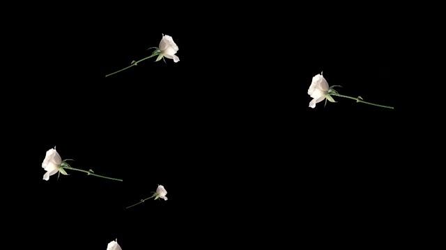 БЕЛЫЕ  РОЗЫ ПАДАЮТ