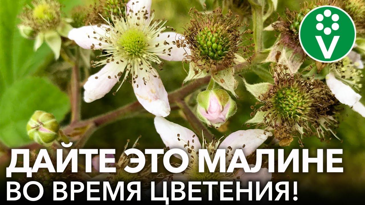 ЧТОБЫ МАЛИНА БЫЛА КРУПНАЯ И СЛАДКАЯ, НЕ ЗАБУДЬТЕ ПОДКОРМИТЬ ЕЕ ТАК В ИЮНЕ! смотреть онлайн