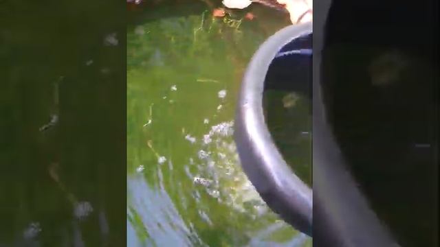 Живой корм для рыб своими силами смотреть онлайн