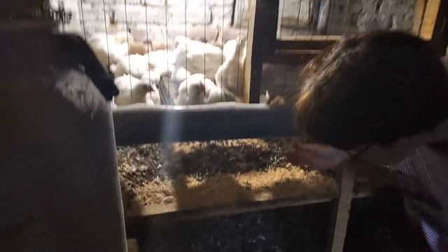 Бройлер кооб 500 вес в 30 дней.Лечение,кормление.Деревенские будни смотреть онлайн