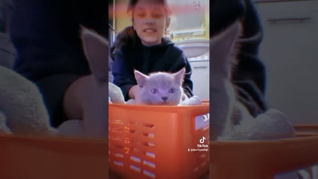 Я с котёнком смотреть онлайн