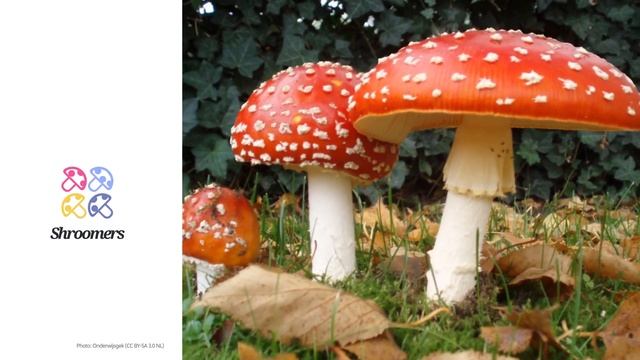 Fly agaric (Amanita muscaria) | Lookalikes | Practical Short Profile | Shroomers смотреть онлайн