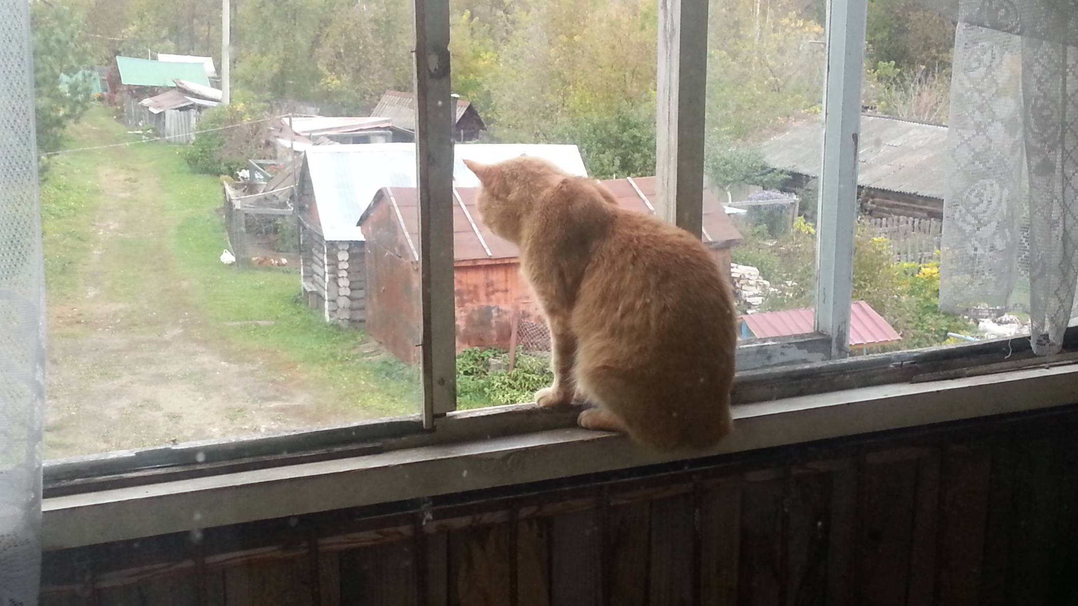 На балконе, или новые приключения рыжего кота! смотреть онлайн