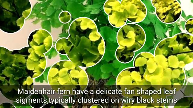 TOP 10 Most Attractive and Best Selling FERN varieties good for Indoor смотреть онлайн
