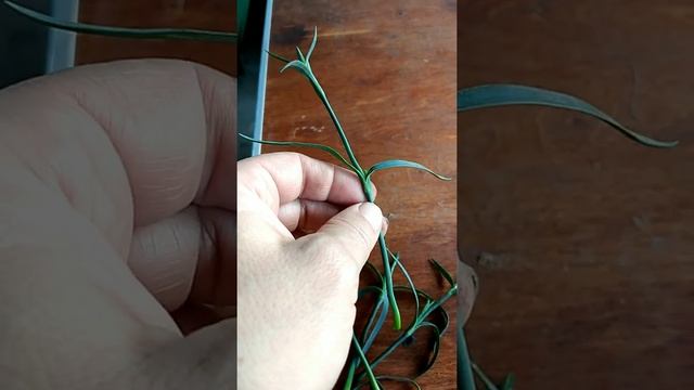 Высаживаю черенки гвоздики Шабо в открытый грунт в октябре смотреть онлайн