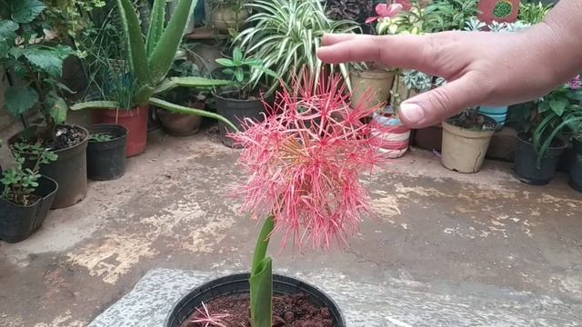Haemanthus Multiflorus/football plant/Scadoxus multiflorus смотреть онлайн