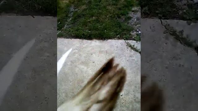 повернення голуба додому смотреть онлайн