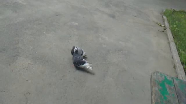 Голуби жгут смотреть онлайн