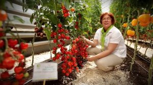 Черри-томат Дачное лакомство. Обзор сорта.