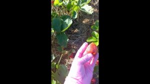 КЛУБНИКА ПРИМИ ПОЧЕМУ  ОТКАЗЫВАЮСЬ ОТ  ОЧЕНЬ   СЛАДКОЙ, КРАСИВОЙ  И ВКУСНОЙ   КЛУБНИКИ .