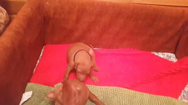 Щенки Чирнеко дель Этна-две недельки. ( Не Египетская) смотреть онлайн