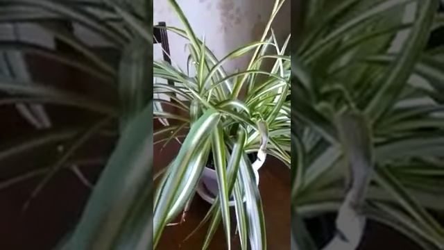 Что растет на подоконнике? смотреть онлайн