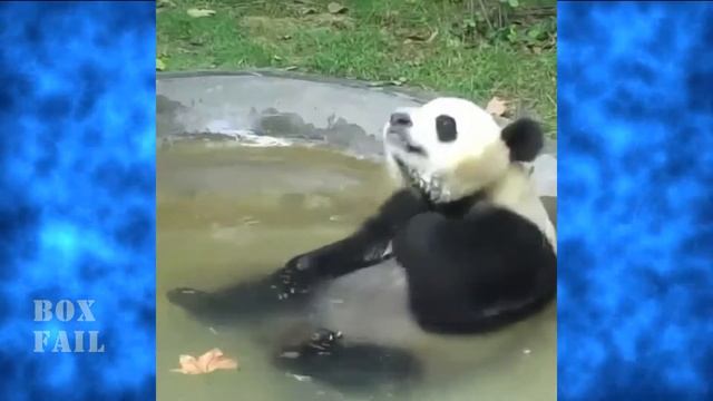 Гидравлика. Подборка приколов COUB 14.10.16. Box Fail. Лучшие приколы 2016 смотреть онлайн