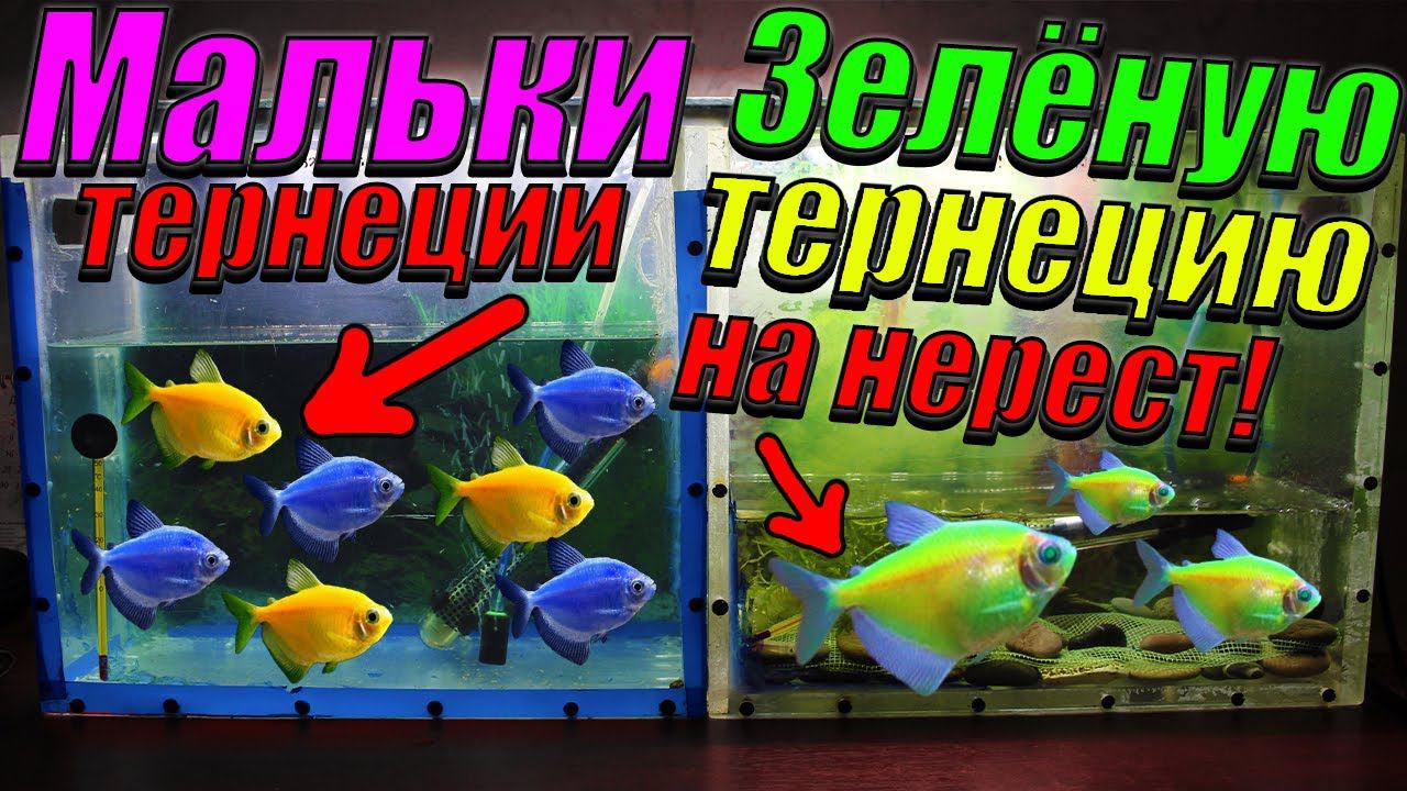 Разведение тернеции Гло [Посадил на нерест зелёную тернецию и пересадил мальков тернеции] смотреть онлайн