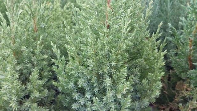 Садовый рай в ОБИ: всё от саженцев и хвойников до комнатных цветов цены на 29.04.2023 #екатеринбург смотреть онлайн