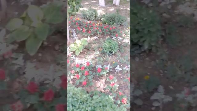 Аллея у мавзолея Карахана смотреть онлайн