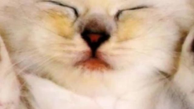 ✨× Какой ты кот по знаку зодиака ×✨ смотреть онлайн