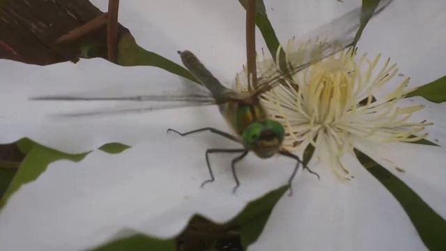 Клематис белый Футаж для видеомонтажа 005 смотреть онлайн