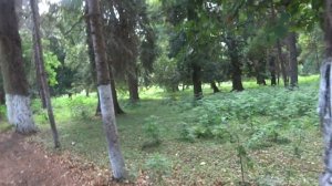 Абхазия. Совхоз Цитрусовый .Дорога к морю.