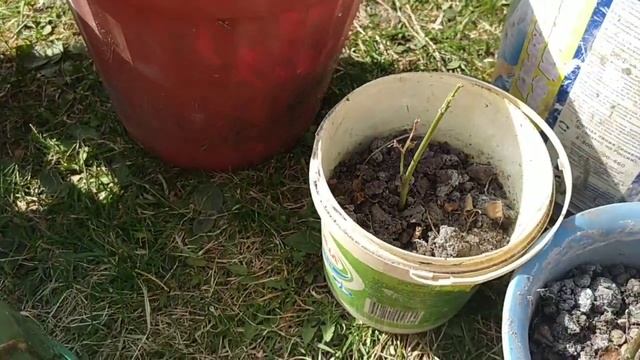 ЦВЕТНИК (Розарий) для многолетников СВОИМИ РУКАМи // Простой вариант КЛУМБЫ без затрат смотреть онлайн