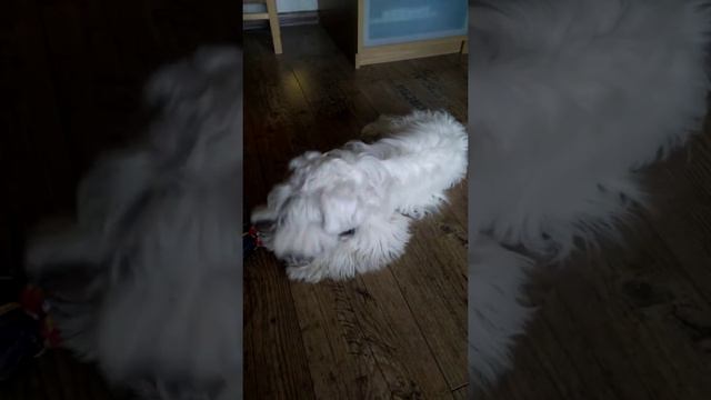 Музыкальный #цвергшнауцер смотреть онлайн