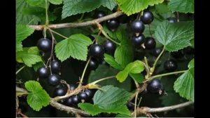 паслён чёрный