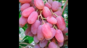 ВИНОГРАД СИМПАТИЯ " ВИКТОР 2" С ОПИСАНИЕМ