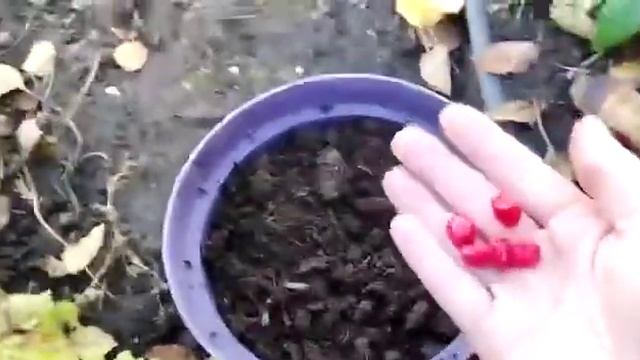 Аризема Амурская, сажаем семена смотреть онлайн