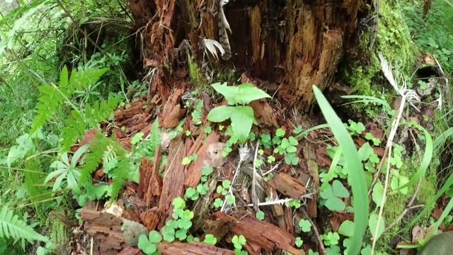 ГРИБНОЙ РАЙ ПЛАНТАЦИИ ЛИСИЧЕК / поход в лес смотреть онлайн