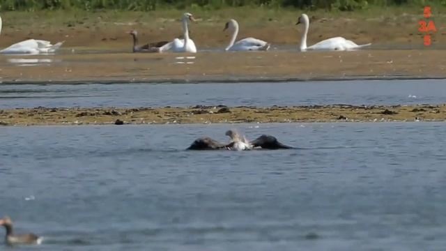 Хищные птицы в деле! Лучшие атаки пернатых охотников. смотреть онлайн