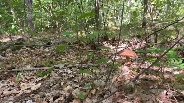 Дубовые белые грибы на дальней лесной дороге смотреть онлайн